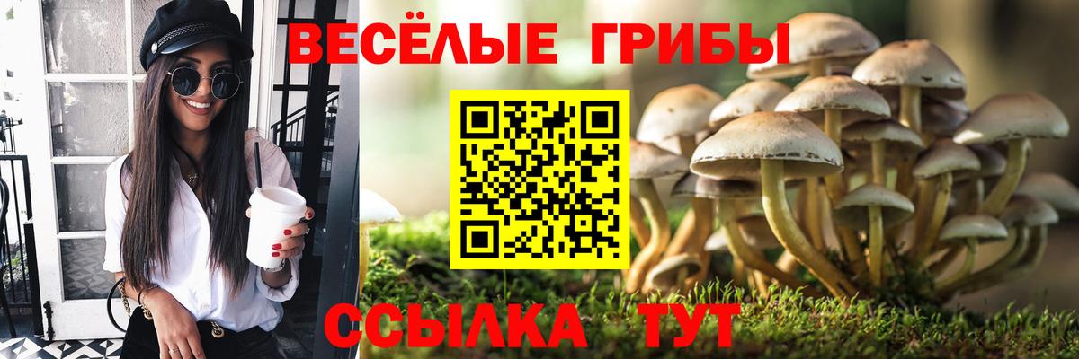 Псилоцибиновые грибы мицелий  Вход с VPN  Лесозаводск  Псилоцибиновые грибы Psilocybe 